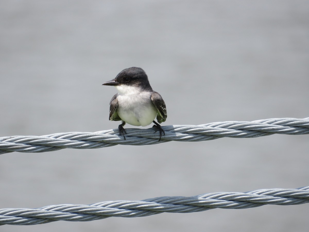 Eastern Kingbird - ML452924731