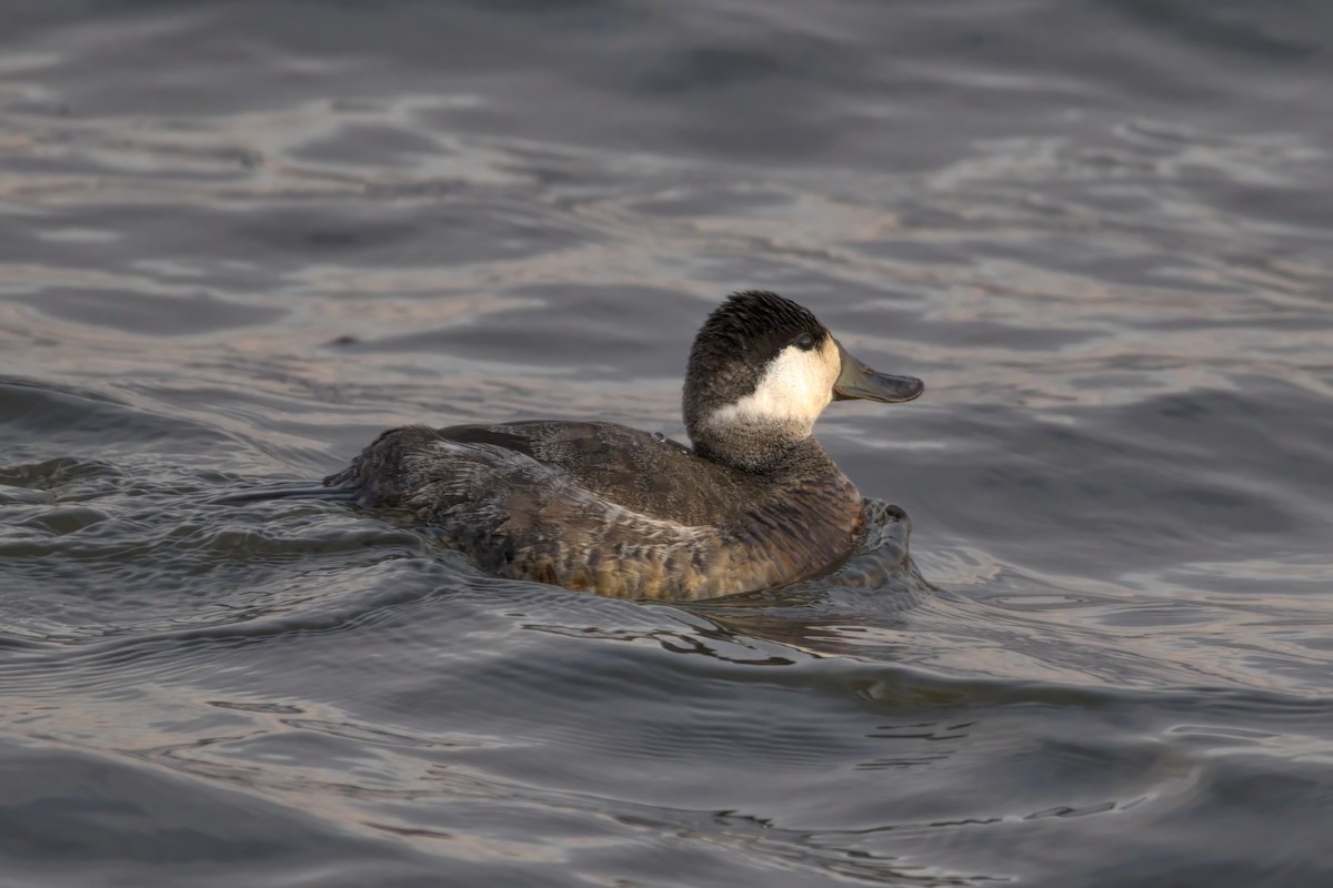 Ruddy Duck - Justin Kolakowski