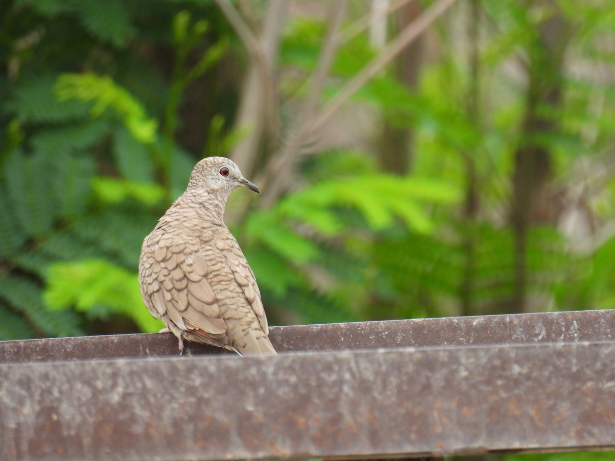 Inca Dove - Scott Peterson