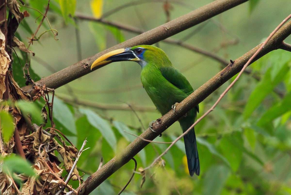 Groove-billed Toucanet (Yellow-billed) - Nigel Voaden