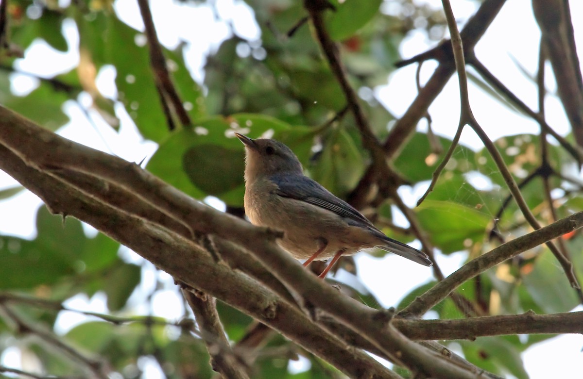 Bicolored Conebill - Nigel Voaden