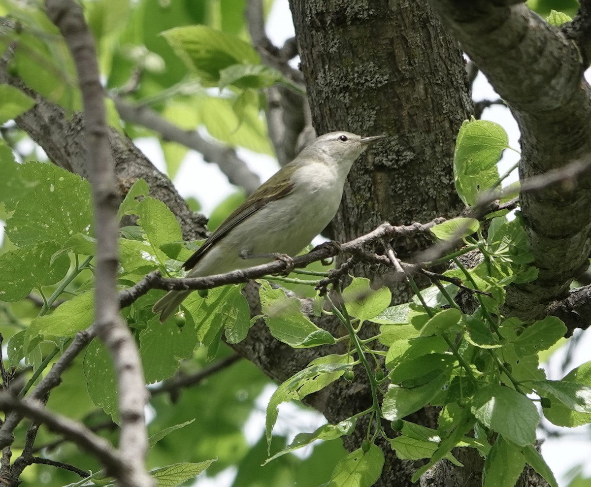 Tennessee Warbler - ML452929781