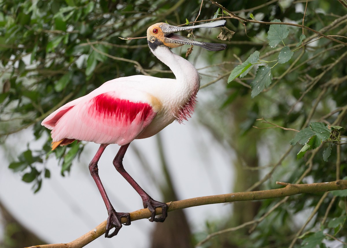 Roseate Spoonbill - Darren Clark