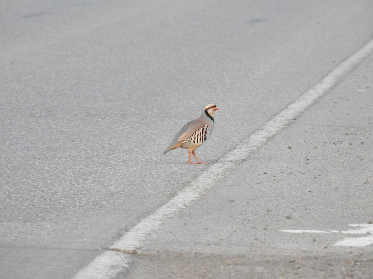 Chukar - ML452932431
