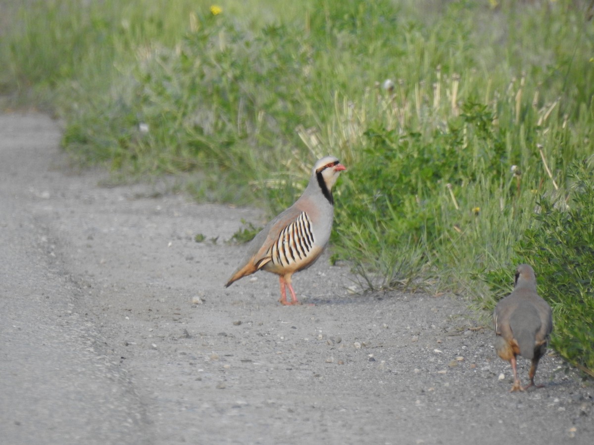 Chukar - ML452932441