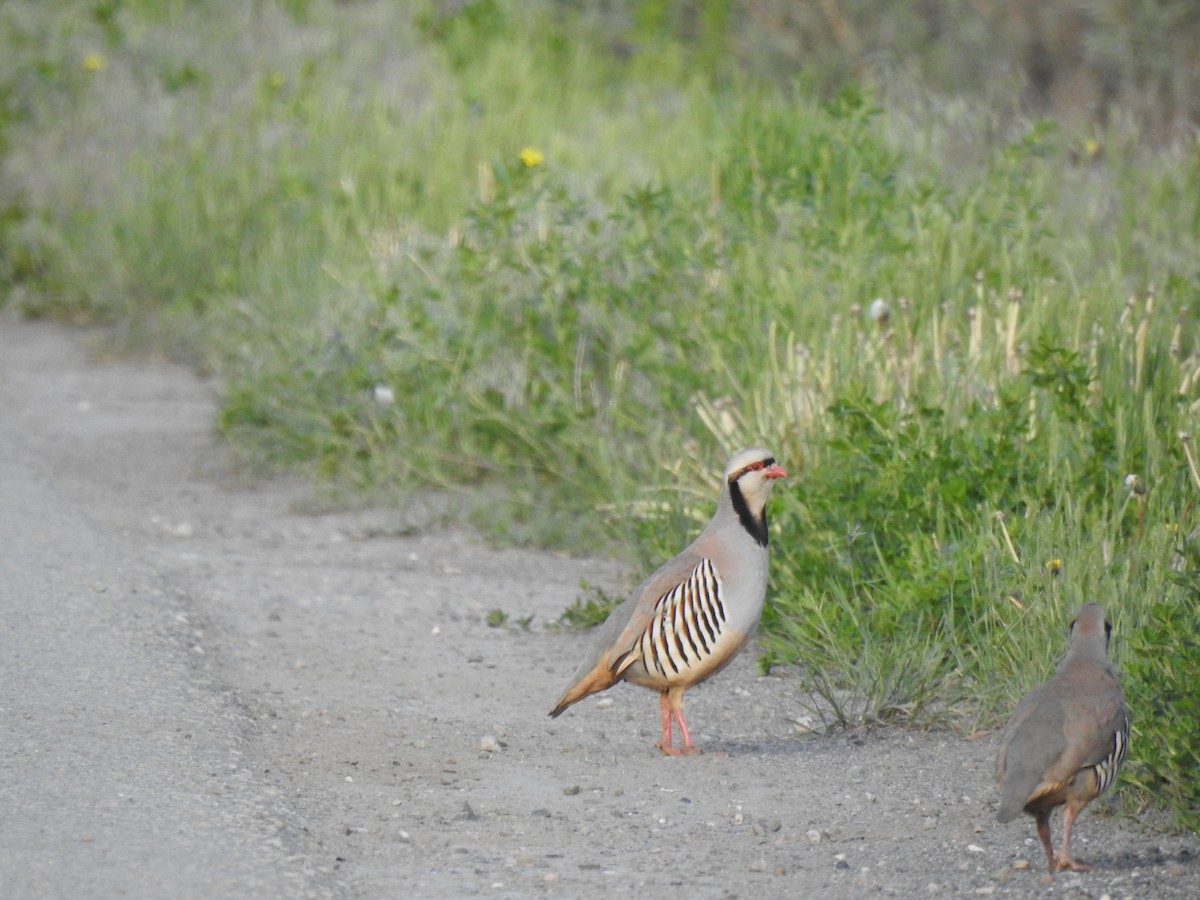 Chukar - ML452932461