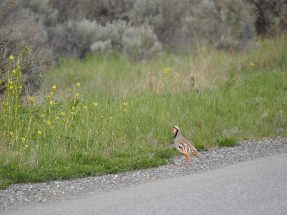 Chukar - ML452932471
