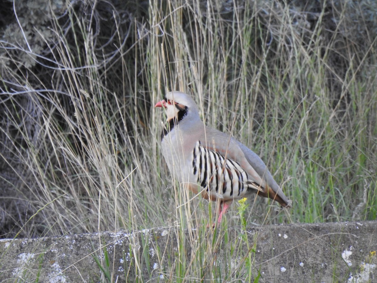 Chukar - ML452932481