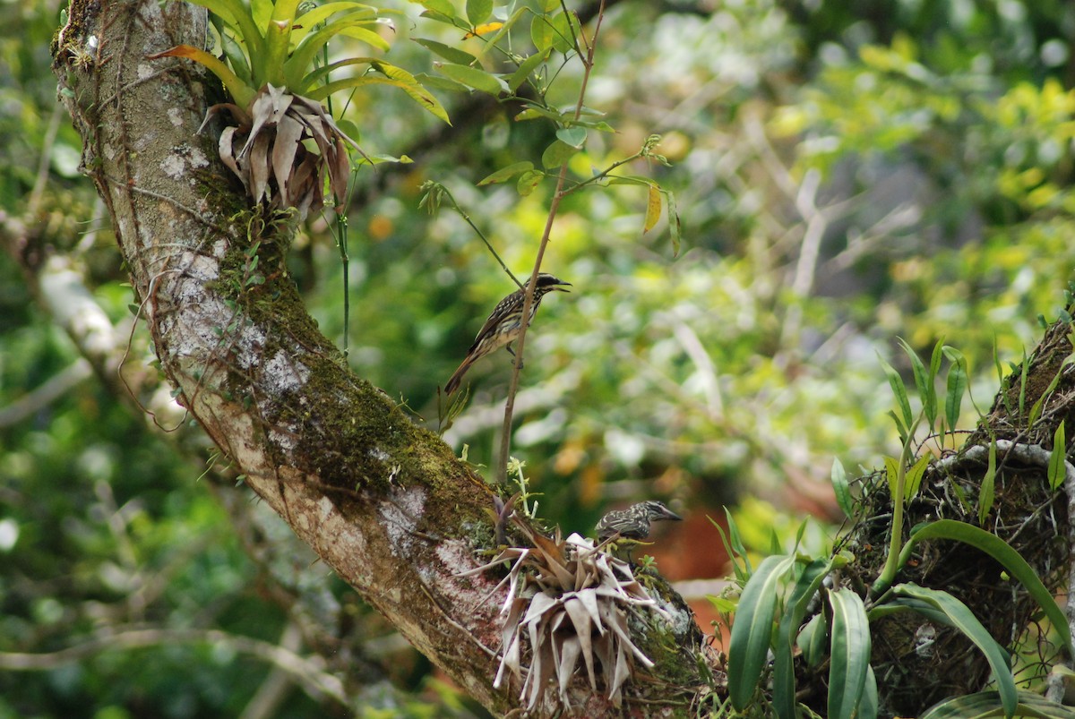 Streaked Flycatcher - ML452932491