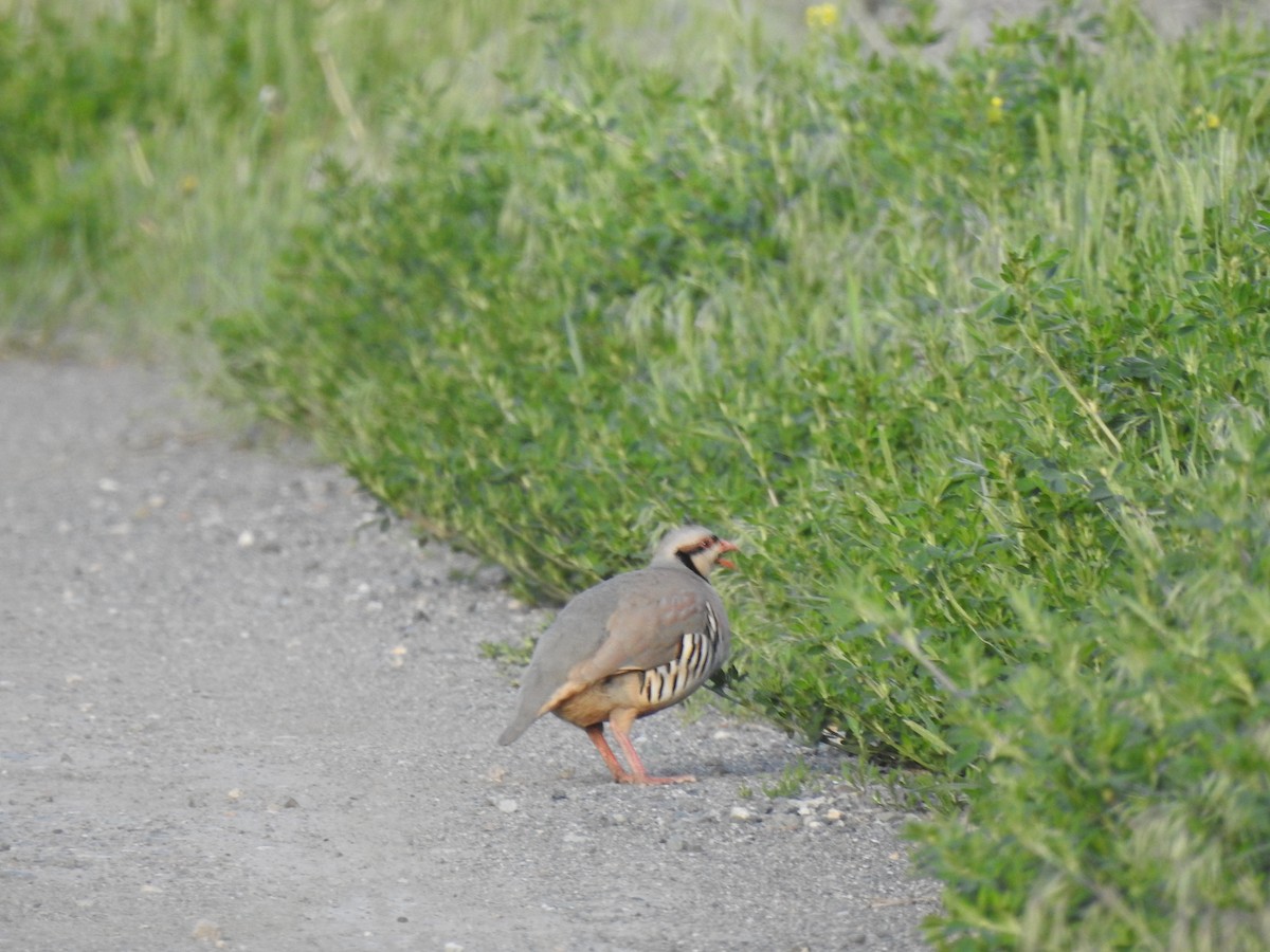 Chukar - ML452932511