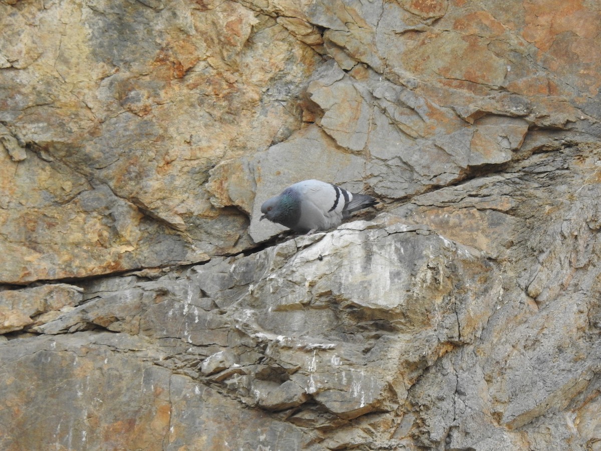 Rock Pigeon (Feral Pigeon) - ML452932541