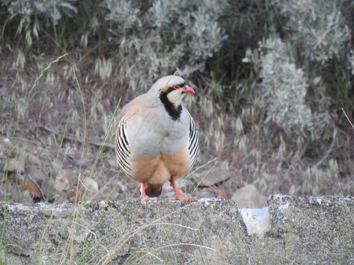 Chukar - ML452932691