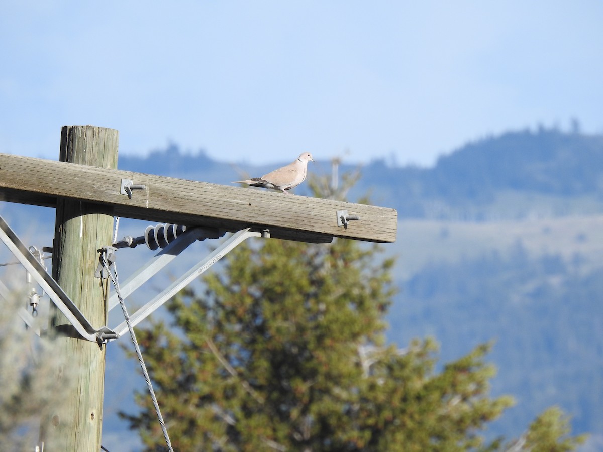 Eurasian Collared-Dove - ML452932811