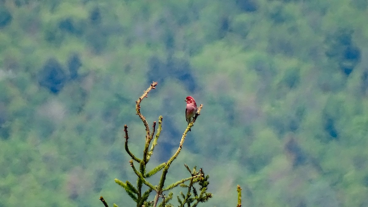 Purple Finch - ML452933151