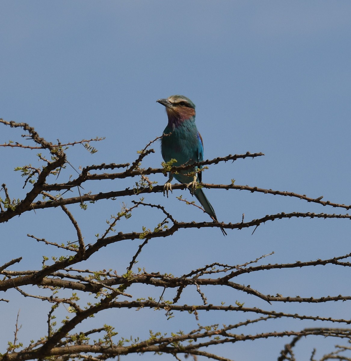 Lilac-breasted Roller - ML452934301
