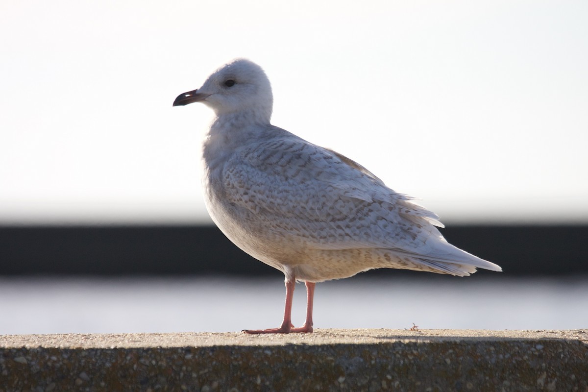 Iceland Gull (kumlieni/glaucoides) - ML45293481