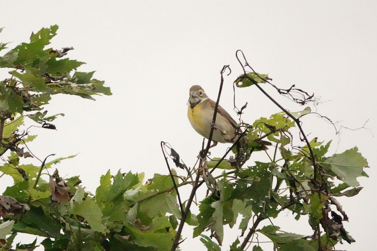 Dickcissel - ML452934861