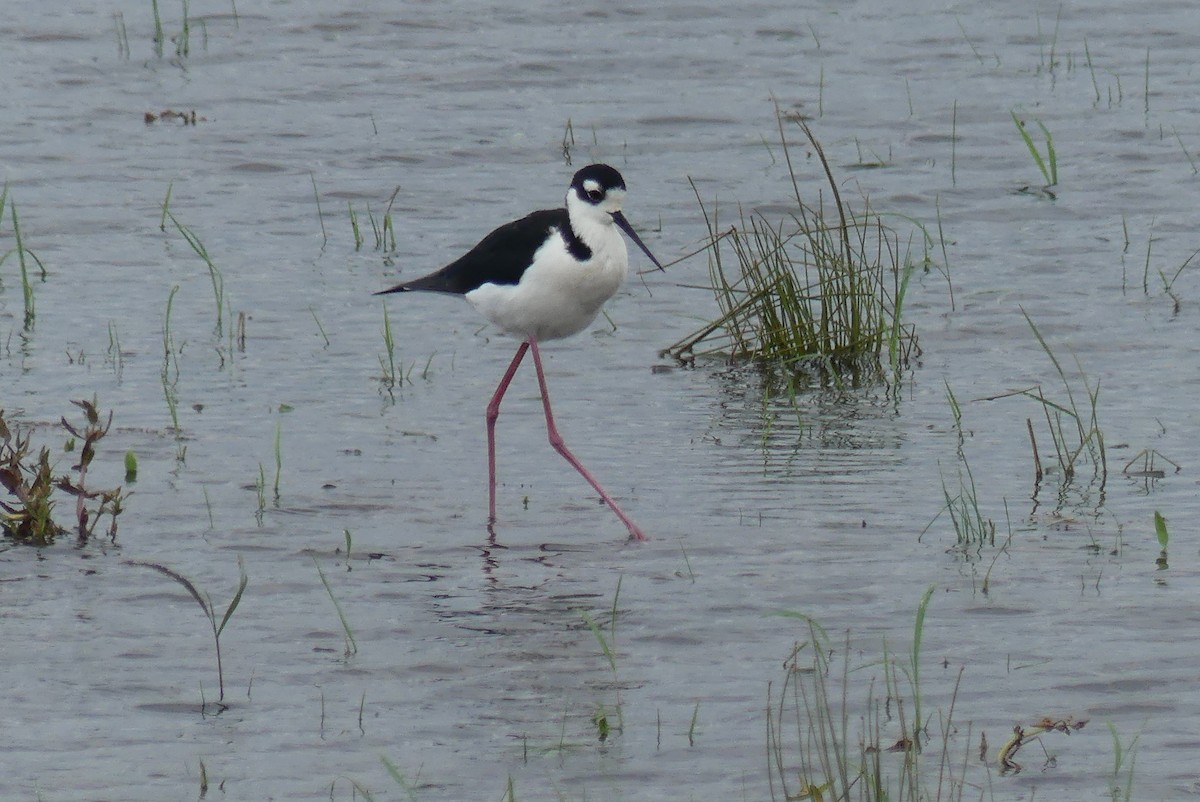 Black-necked Stilt - ML452935021