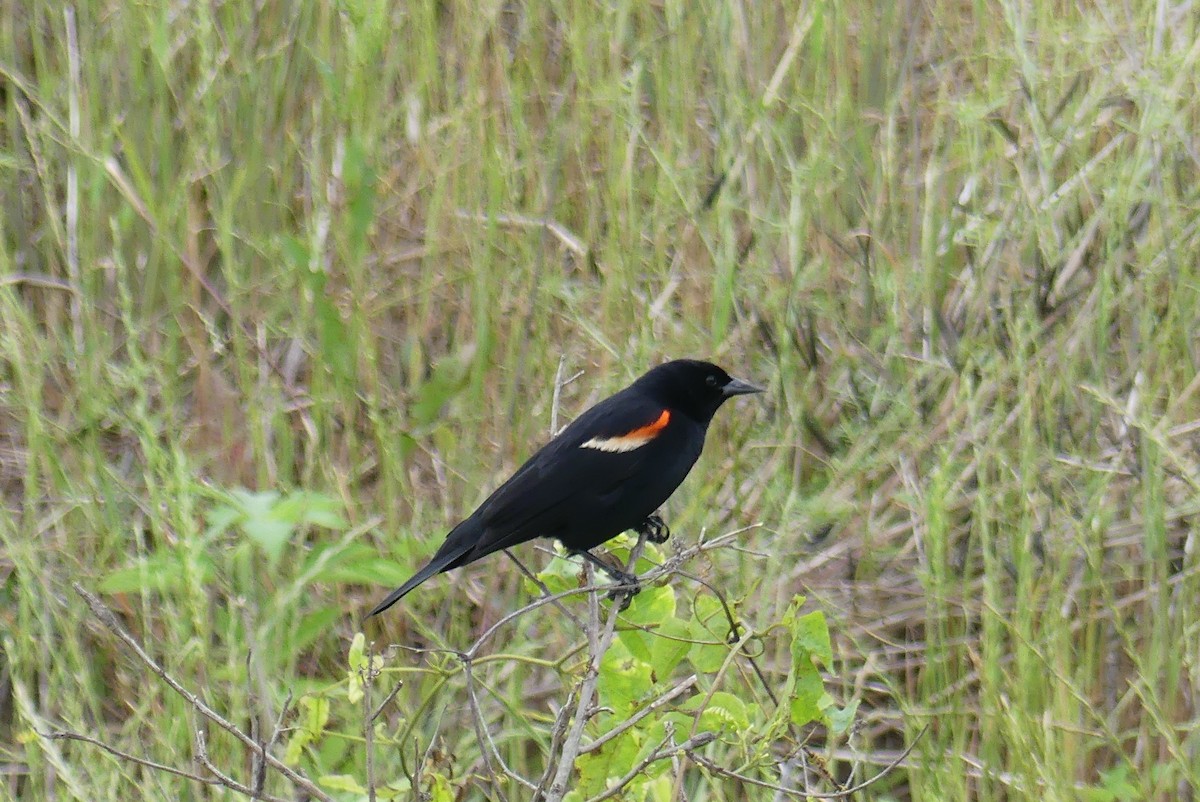 Red-winged Blackbird - ML452935141
