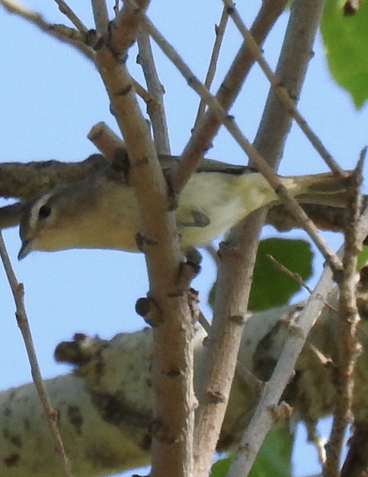 Warbling Vireo - Tom Riley