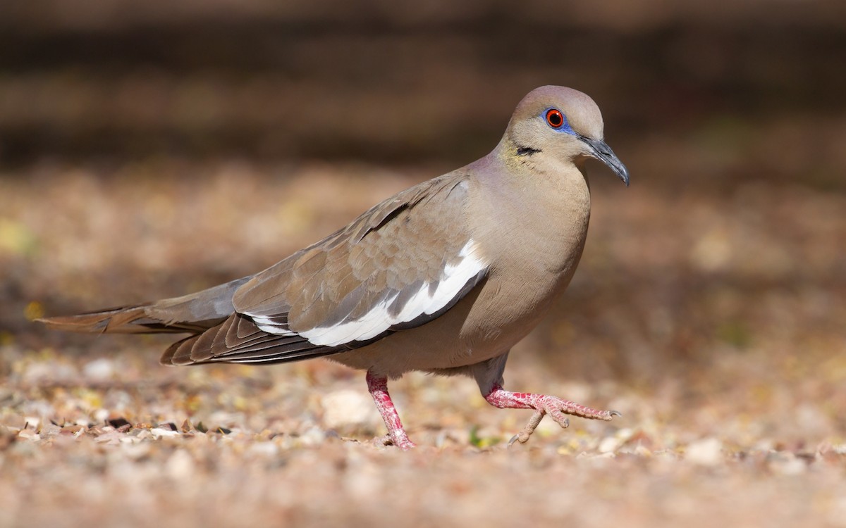 White-winged Dove - Sasha Cahill