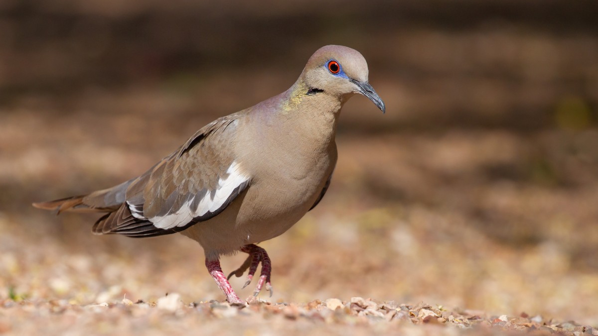 White-winged Dove - ML452935981