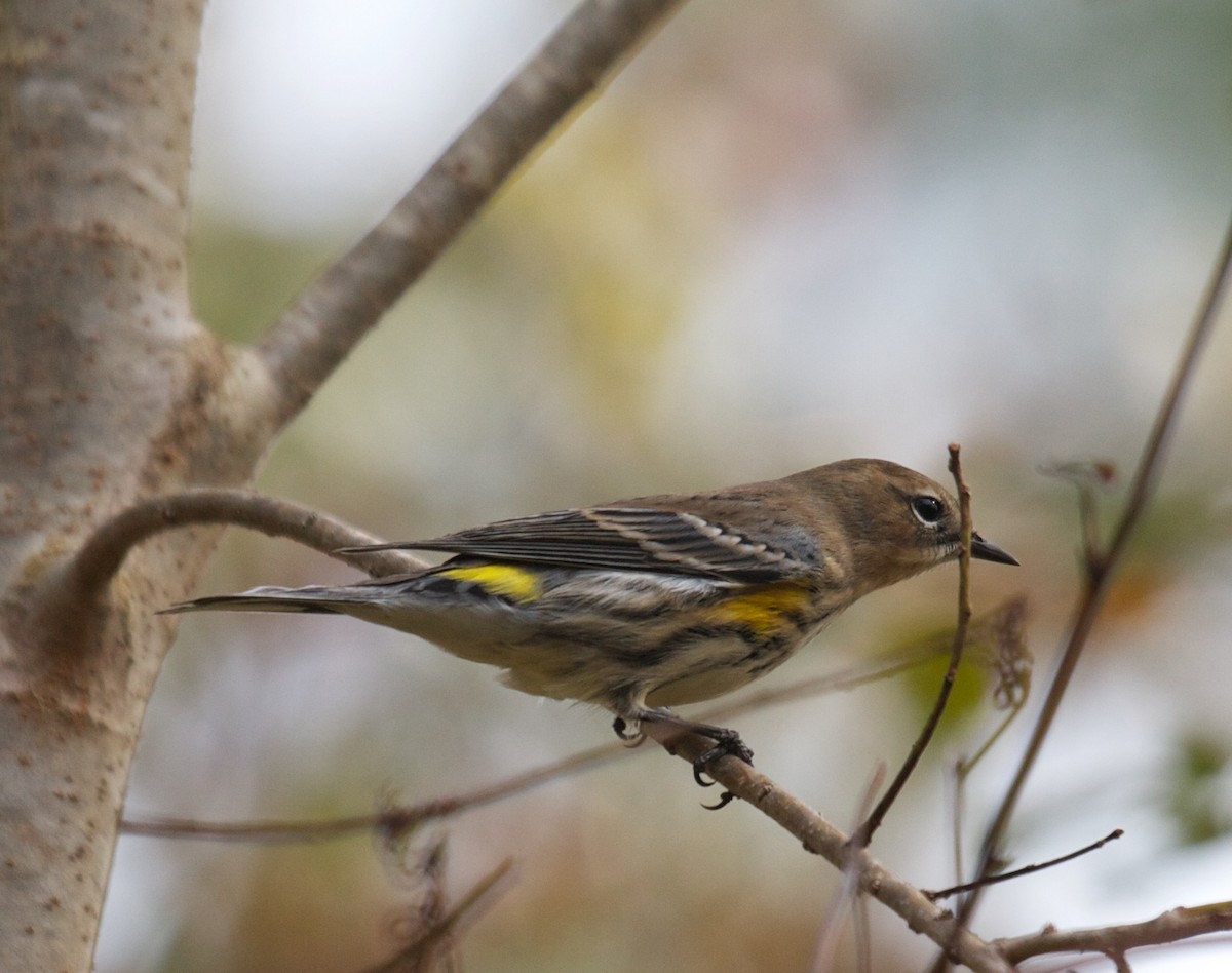 lesňáček žlutoskvrnný (ssp. coronata) - ML45293601