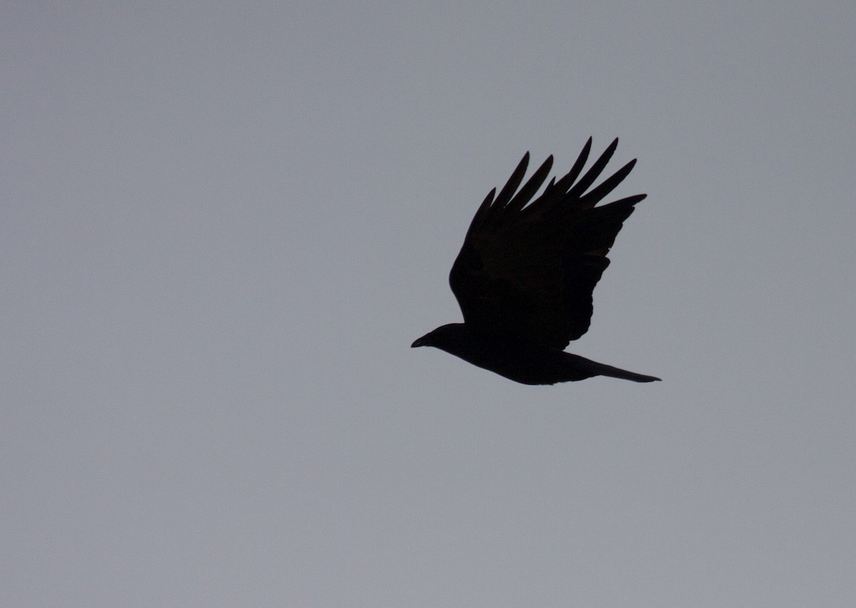 Fish Crow - ML45293621