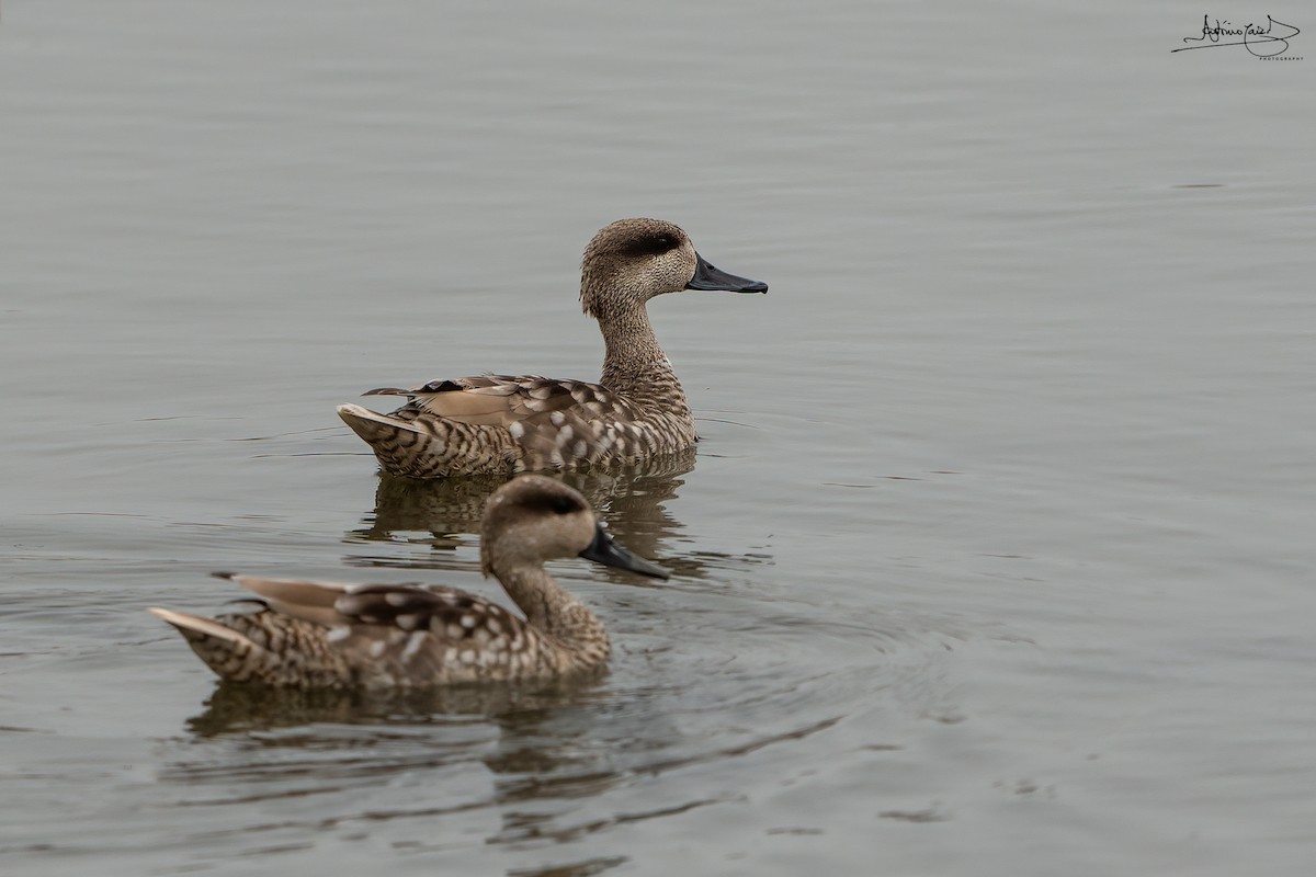 Marbled Duck - ML452938381