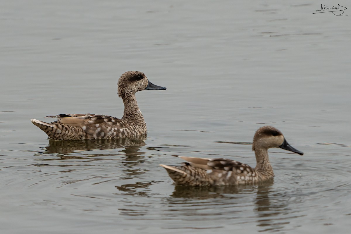 Marbled Duck - ML452938411