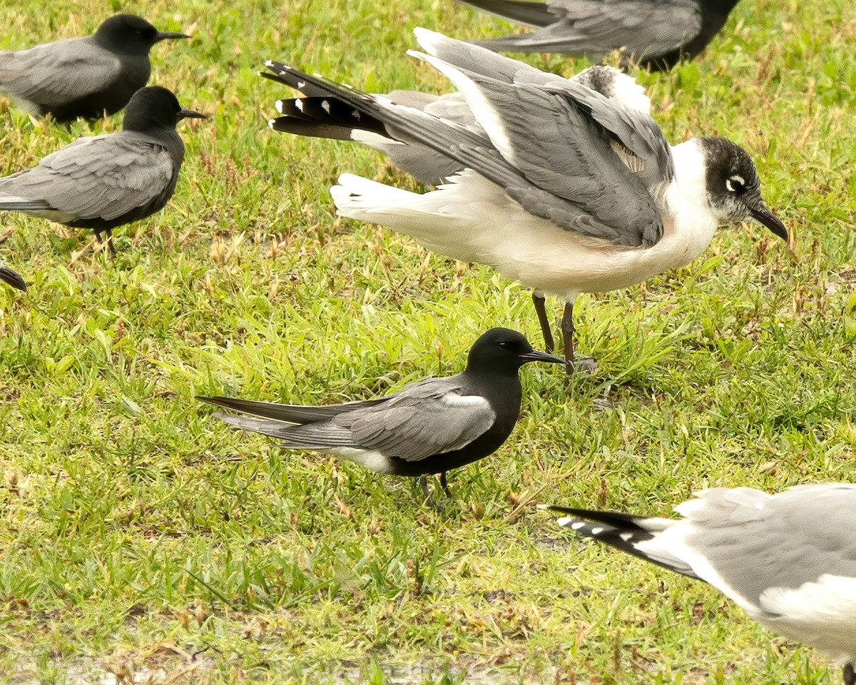Black Tern - Mike Yough