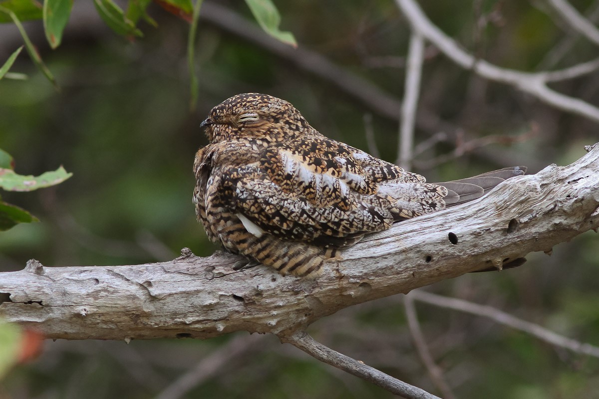 Antillean Nighthawk - ML45293971