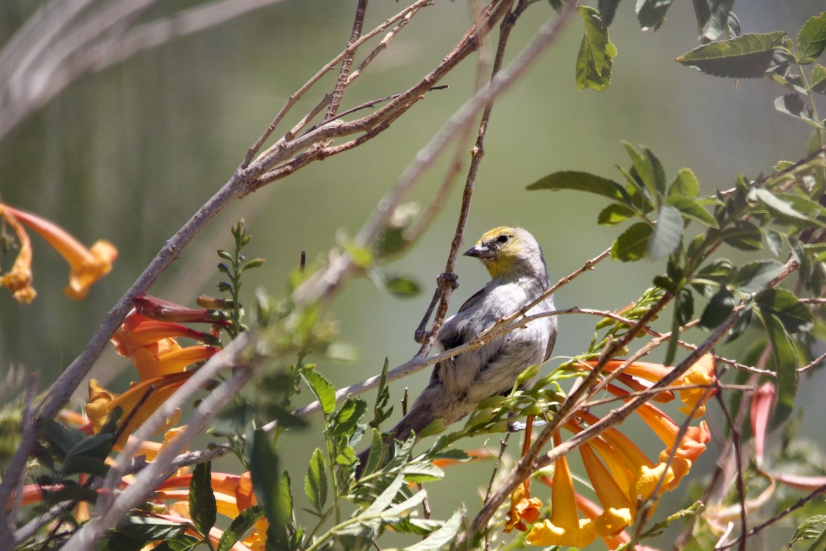 Verdin - ML452940241