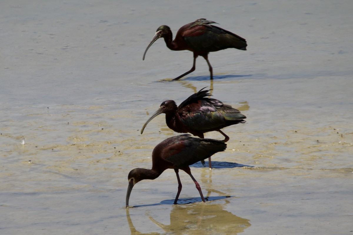 White-faced Ibis - ML452940251