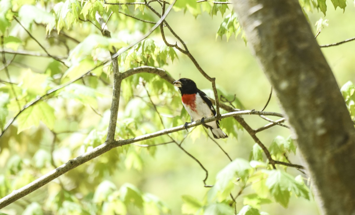 Rose-breasted Grosbeak - ML452940361