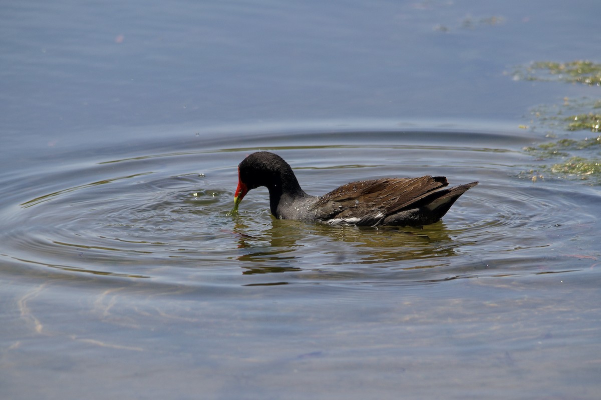 Common Gallinule - ML452940471
