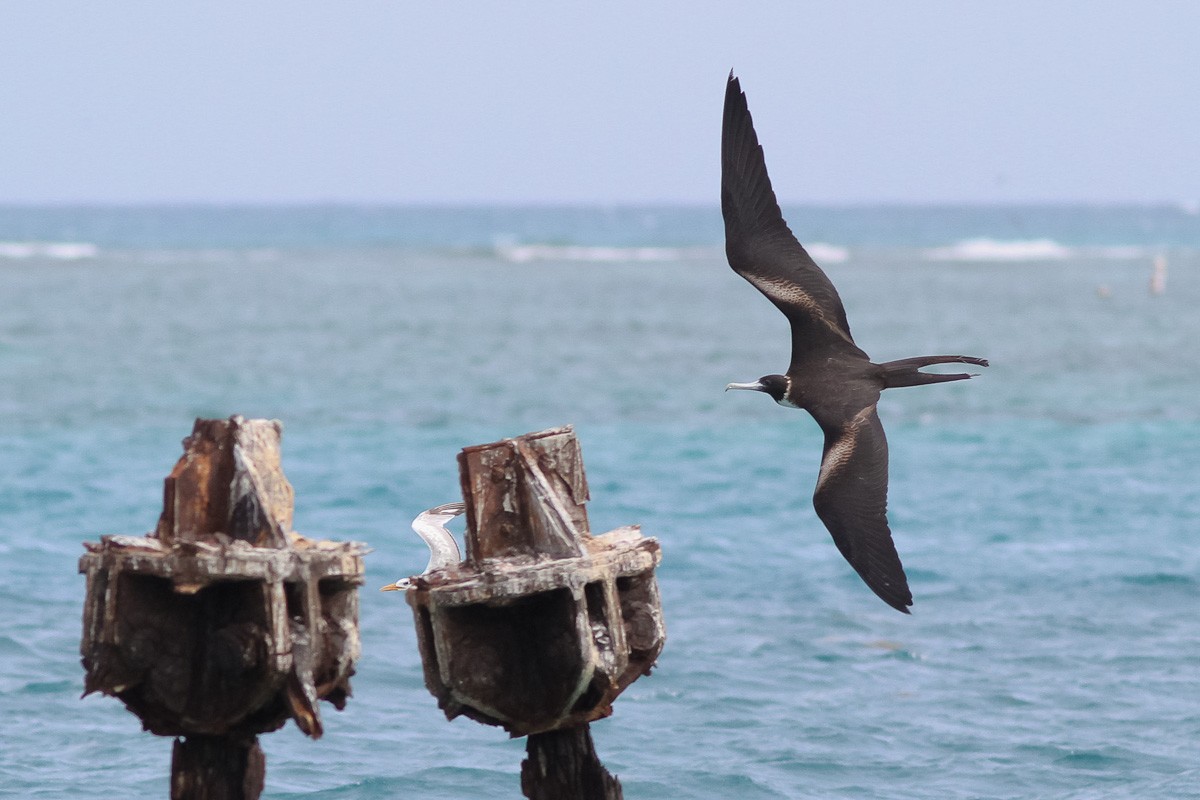 Magnificent Frigatebird - ML45294131