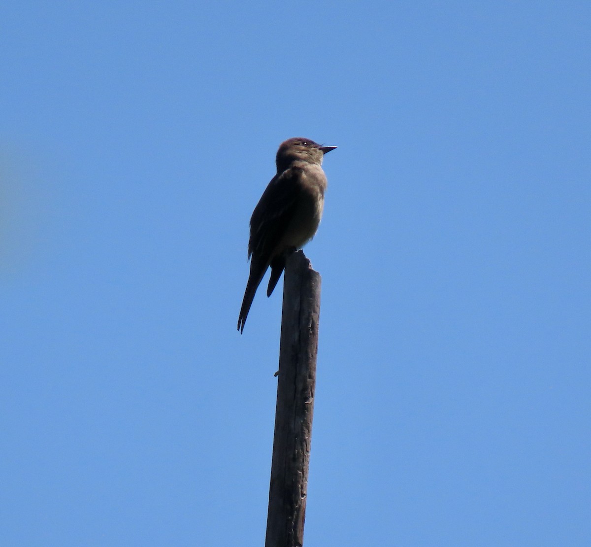 Western Wood-Pewee - Leslie Flint