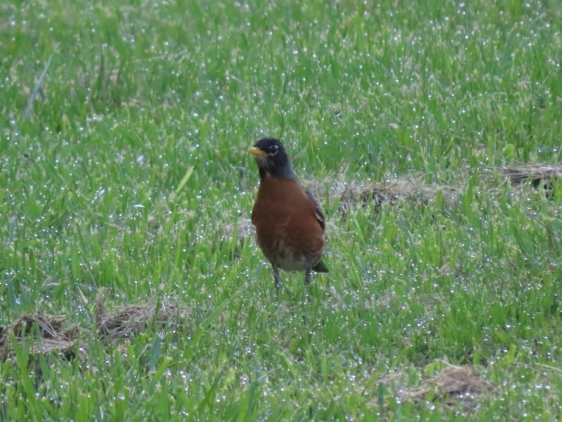 American Robin - ML452942361