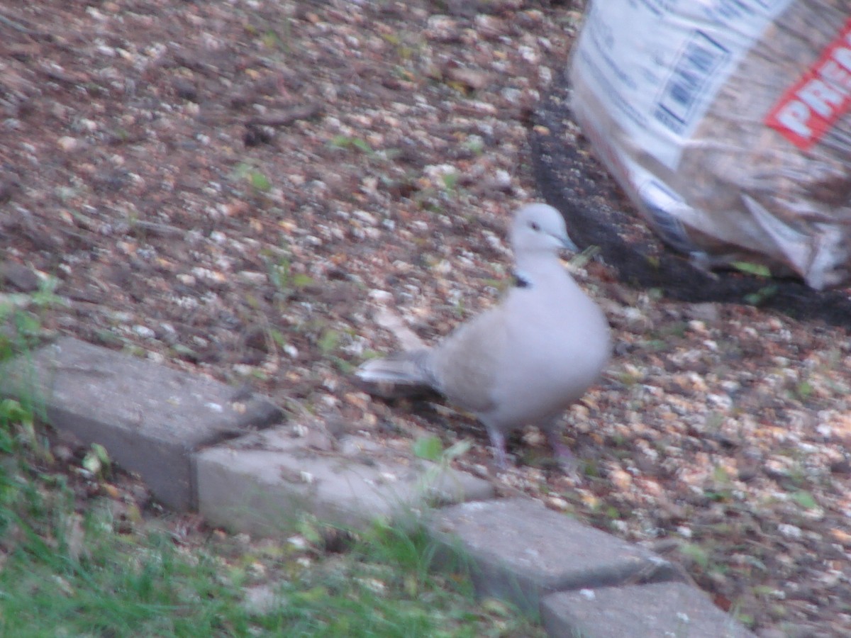 Eurasian Collared-Dove - ML452944301