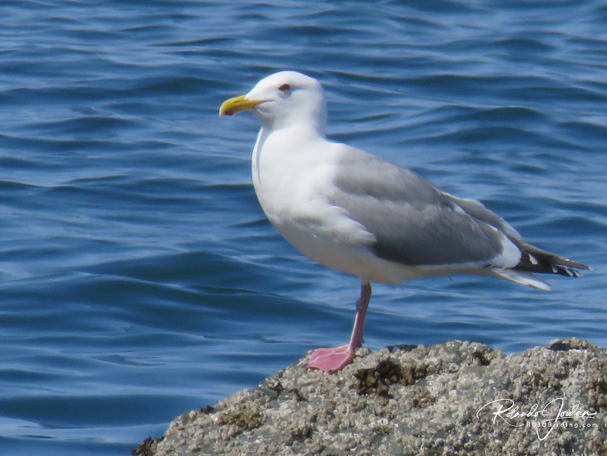 Herring/Iceland Gull - Rolando Jordan