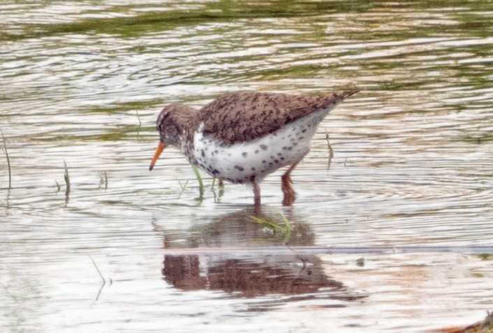 Spotted Sandpiper - ML452945141
