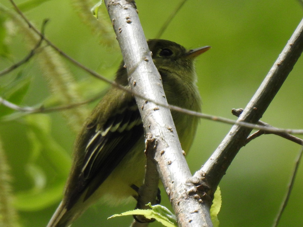 Yellow-bellied Flycatcher - ML452945241