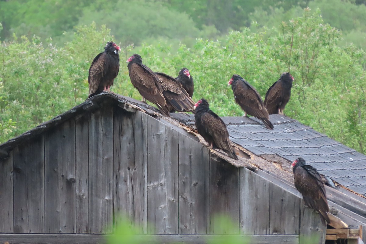 Turkey Vulture - ML452945301