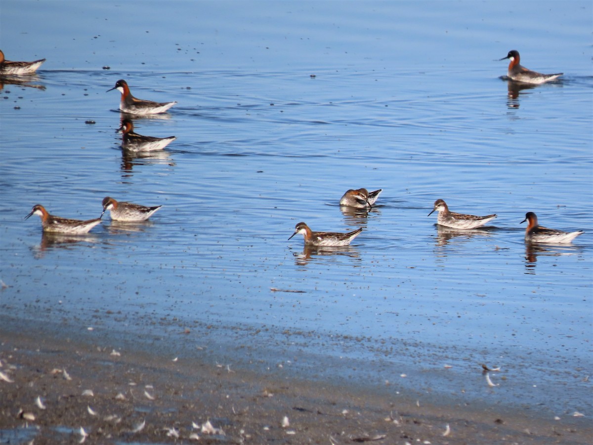 Круглоносый плавунчик - ML452945481