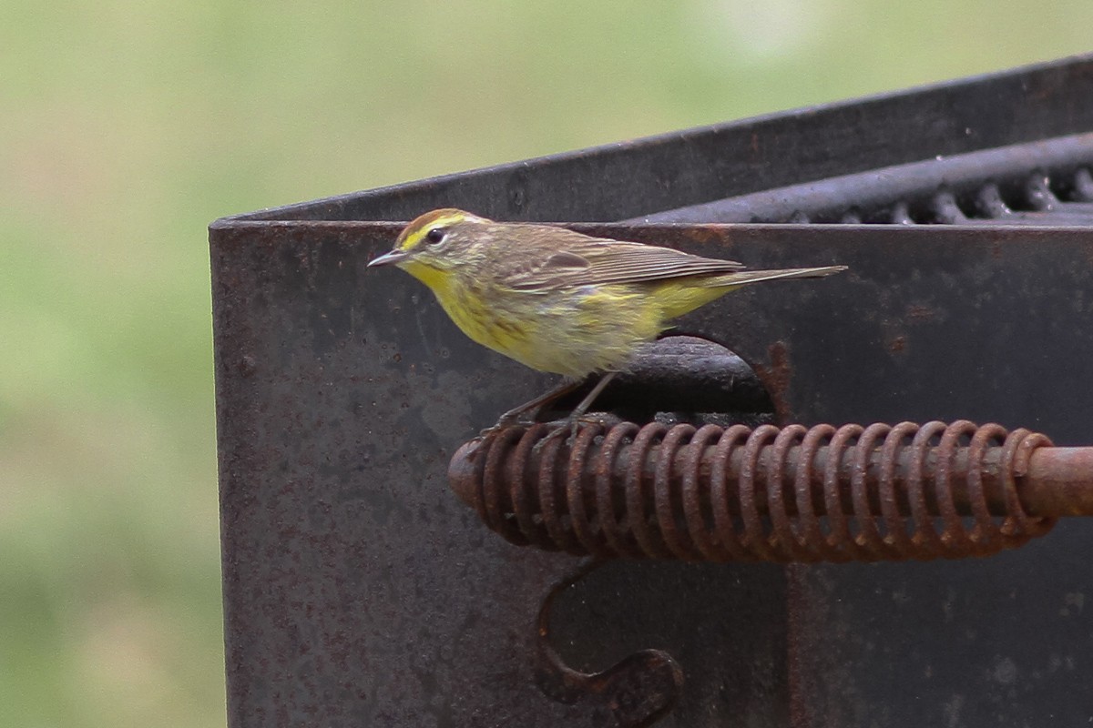 Palm Warbler - ML45294581