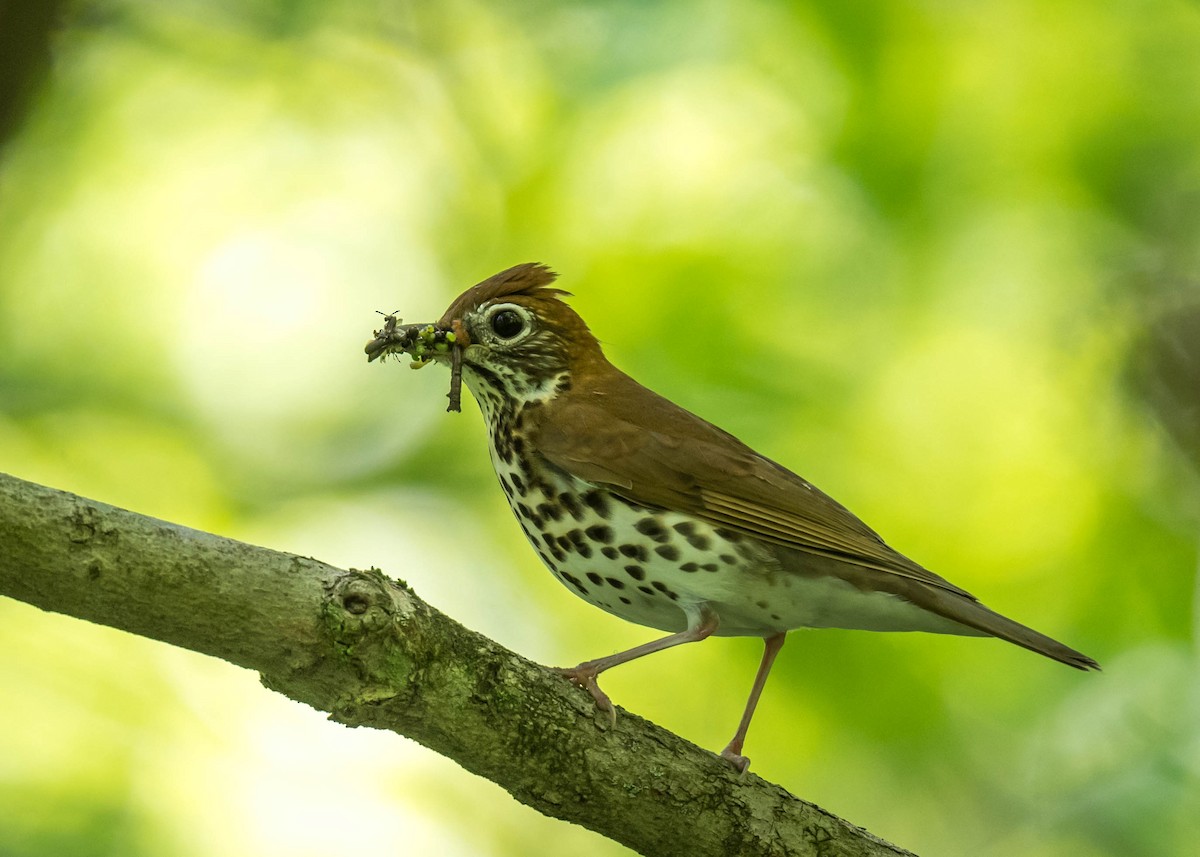 Wood Thrush - ML452946041