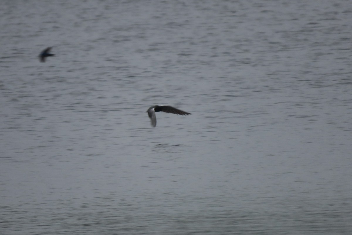 Black Tern - Emily-Kate Hunter