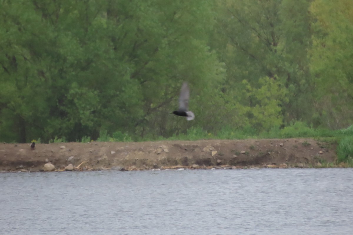 Black Tern - Emily-Kate Hunter