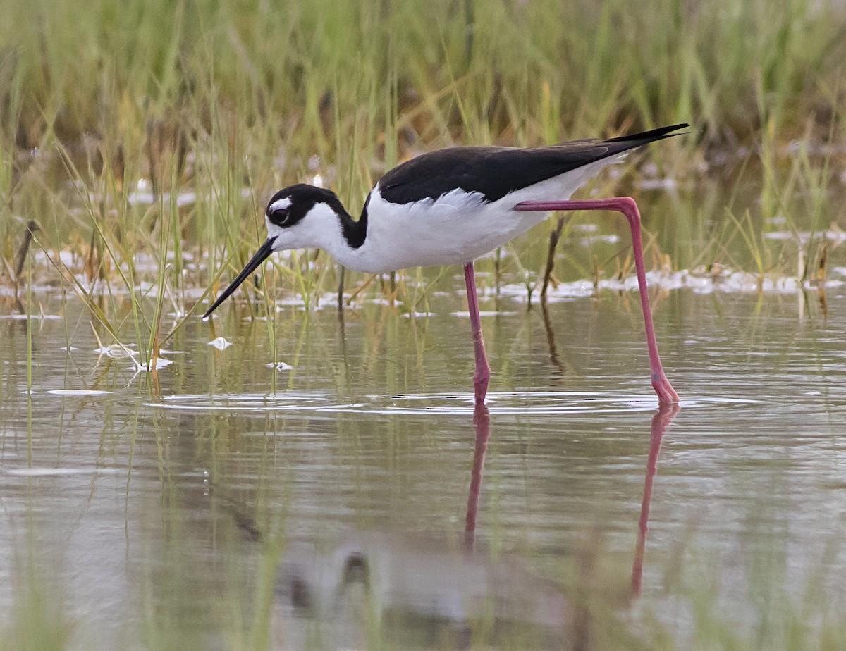 Black-necked Stilt - ML452946731